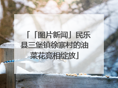 「图片新闻」民乐县三堡镇徐寨村的油菜花竞相绽放