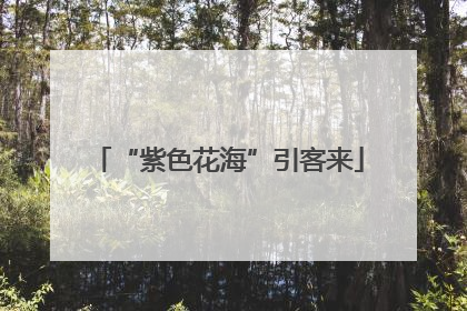“紫色花海”引客来