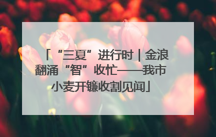 “三夏”进行时｜金浪翻涌“智”收忙——我市小麦开镰收割见闻