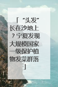 “头发”长在沙地上？宁夏发现大规模国家一级保护植物发菜群落