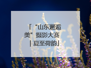 “山东邂逅美”摄影大赛｜夏至荷韵