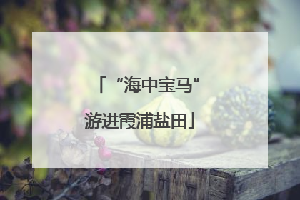 “海中宝马”游进霞浦盐田
