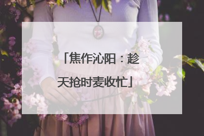 焦作沁阳：趁天抢时麦收忙