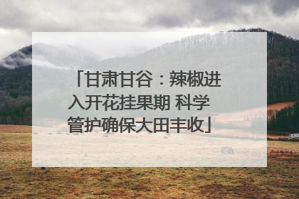 甘肃甘谷：辣椒进入开花挂果期 科学管护确保大田丰收