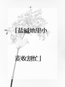 盐碱地里小麦收割忙
