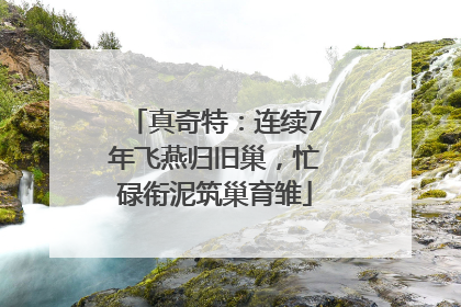真奇特：连续7年飞燕归旧巢，忙碌衔泥筑巢育雏