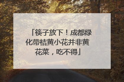 筷子放下！成都绿化带桔黄小花并非黄花菜，吃不得