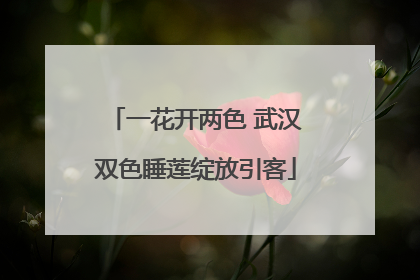 一花开两色 武汉双色睡莲绽放引客