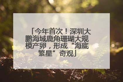 今年首次！深圳大鹏海域鹿角珊瑚大规模产卵，形成“海底繁星”奇观