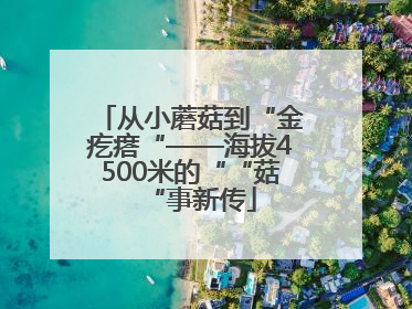 从小蘑菇到“金疙瘩“——海拔4500米的““菇“事新传