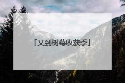 又到树莓收获季