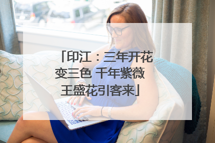 印江：三年开花变三色 千年紫薇王盛花引客来