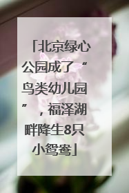 北京绿心公园成了“鸟类幼儿园”，福泽湖畔降生8只小鸳鸯
