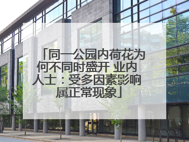 同一公园内荷花为何不同时盛开 业内人士：受多因素影响 属正常现象