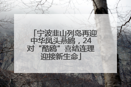 宁波韭山列岛再迎中华凤头燕鸥，24对“酷鸥”喜结连理迎接新生命