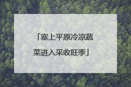 塞上平原冷凉蔬菜进入采收旺季