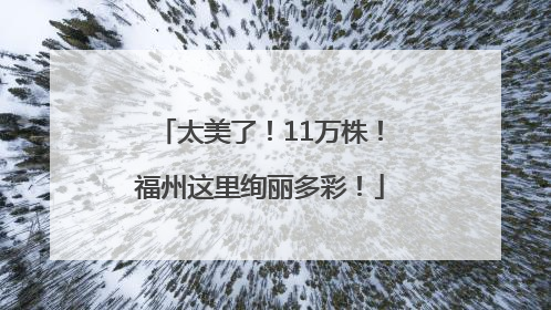 太美了！11万株！福州这里绚丽多彩！