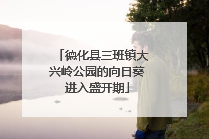 德化县三班镇大兴岭公园的向日葵进入盛开期
