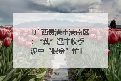 广西贵港市港南区：“藕”遇丰收季 泥中“掘金”忙