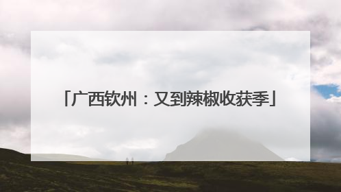 广西钦州：又到辣椒收获季