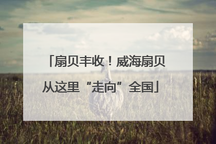 扇贝丰收！威海扇贝从这里“走向”全国