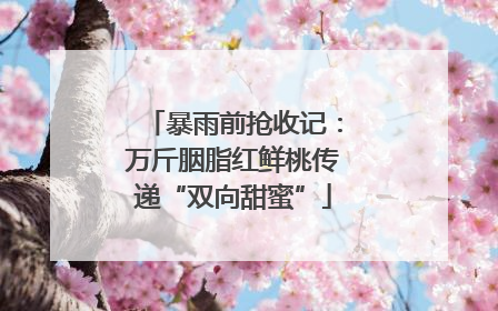 暴雨前抢收记：万斤胭脂红鲜桃传递“双向甜蜜”