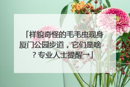 样貌奇怪的毛毛虫现身厦门公园步道，它们是啥？专业人士提醒→