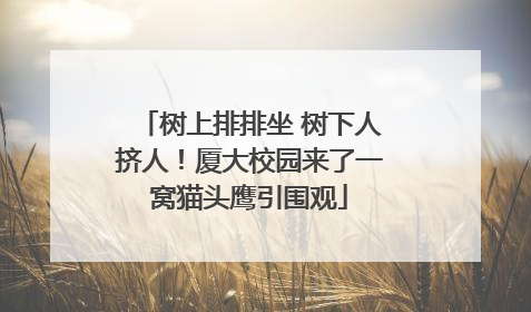 树上排排坐 树下人挤人！厦大校园来了一窝猫头鹰引围观