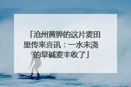沧州黄骅的这片麦田里传来喜讯：一水未浇的旱碱麦丰收了