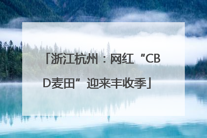 浙江杭州：网红“CBD麦田”迎来丰收季