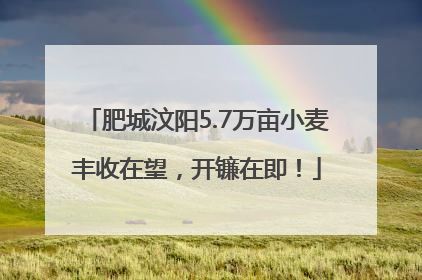 肥城汶阳5.7万亩小麦丰收在望，开镰在即！