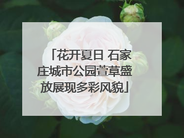 花开夏日 石家庄城市公园萱草盛放展现多彩风貌