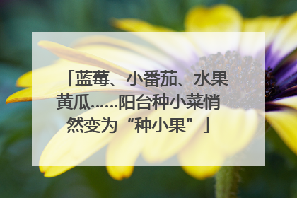 蓝莓、小番茄、水果黄瓜……阳台种小菜悄然变为“种小果”