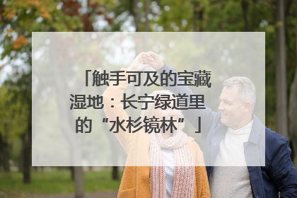 触手可及的宝藏湿地：长宁绿道里的“水杉镜林”