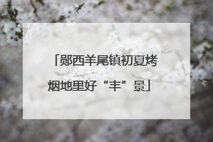 郧西羊尾镇初夏烤烟地里好“丰”景