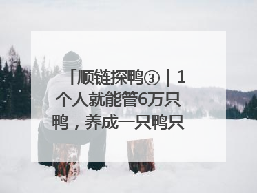顺链探鸭③｜1个人就能管6万只鸭，养成一只鸭只需50多天