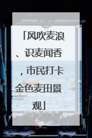风吹麦浪、识麦闻香，市民打卡金色麦田景观