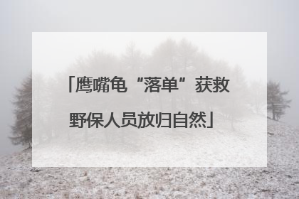 鹰嘴龟“落单”获救 野保人员放归自然