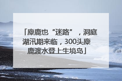 麋鹿也“迷路”，洞庭湖汛期来临，300头麋鹿渡水登上生境岛