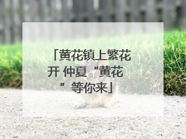 黄花镇上繁花开 仲夏“黄花”等你来