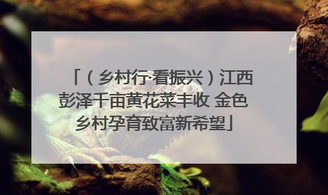 （乡村行·看振兴）江西彭泽千亩黄花菜丰收 金色乡村孕育致富新希望